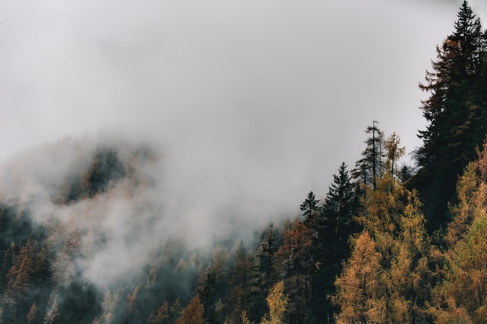 Misty forest landscape with autumn trees
