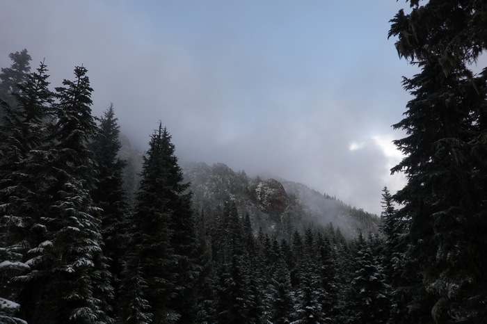 4K snow-covered trees in Washington landscape