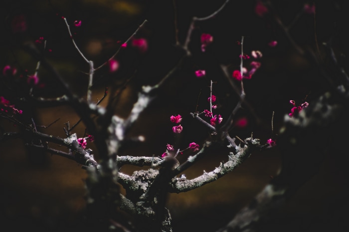 4K dark floral bokeh with pink flowers