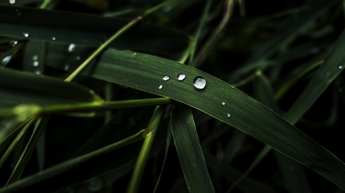 Macro photography of grass with water drops