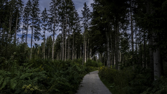 4K wide angle view of a forest road with trees