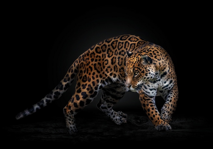 Jaguar prowling in the dark