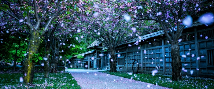 4K Cherry Blossom Trees with Falling Petals