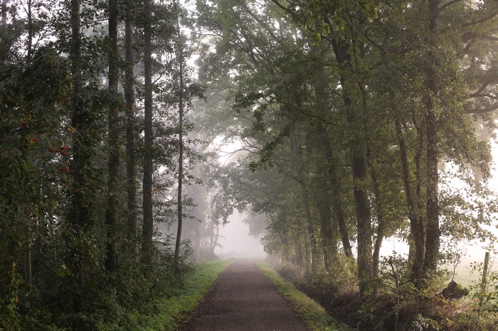 4K trees and mist on a dirt road