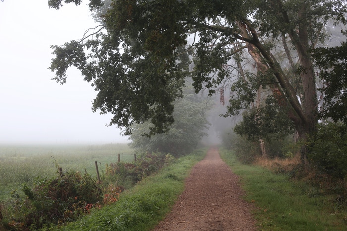 Dirt road through a misty forest with trees and grass