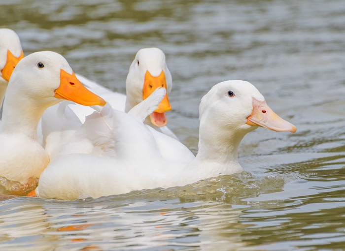 Several white ducks swimming in the water