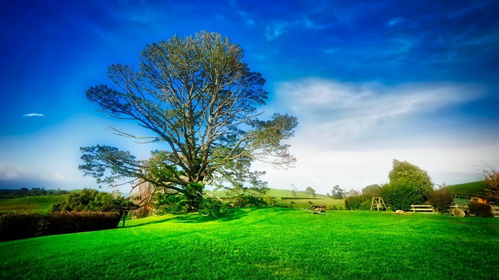 4K landscape of a tree in New Zealand