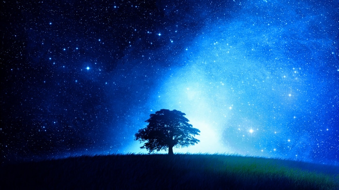Silhouette of a tree under a starry night sky