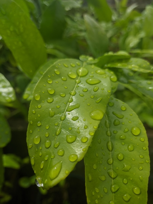 Green leaves with water drops after rain