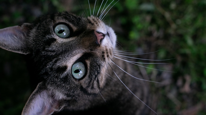 Close-up of a tabby cat with green eyes