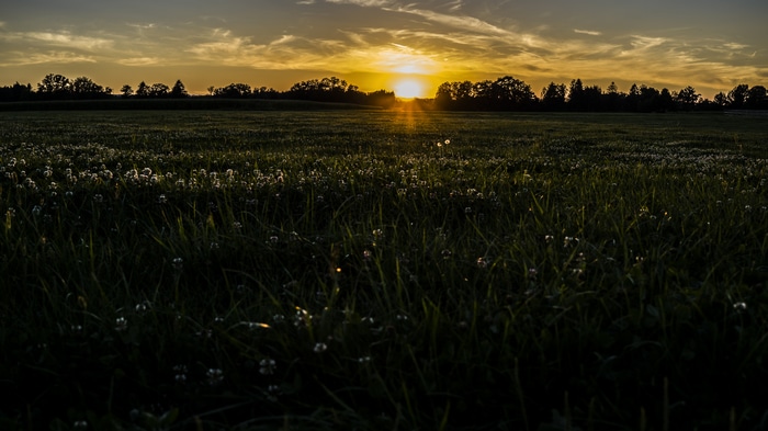4K sunset over a field of grass and dandelions