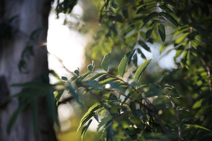 4K leaves and plants in nature