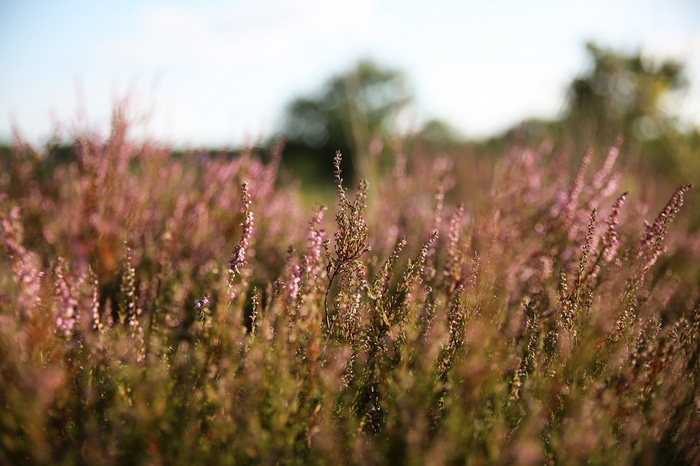 4K field of purple heather flowers