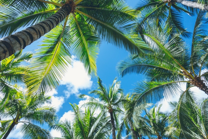 Palm trees against a blue sky with clouds