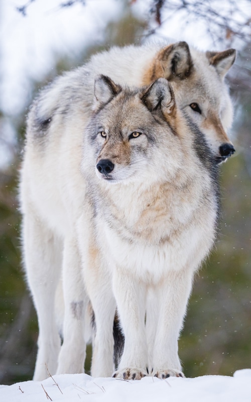 Two wolves standing in the snow