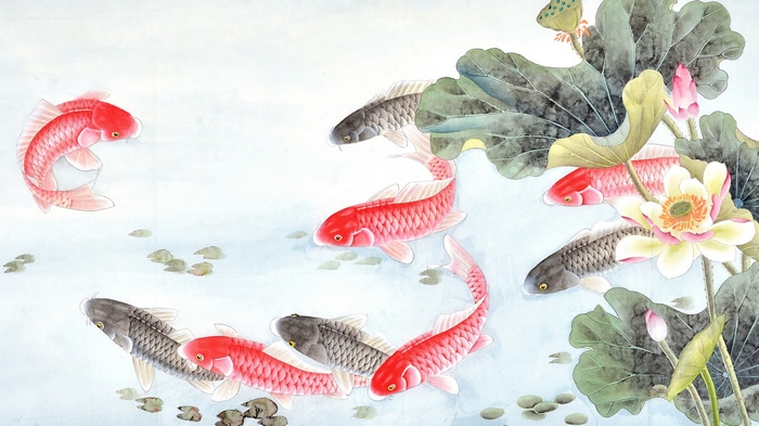 Koi fish swimming among lotus flowers