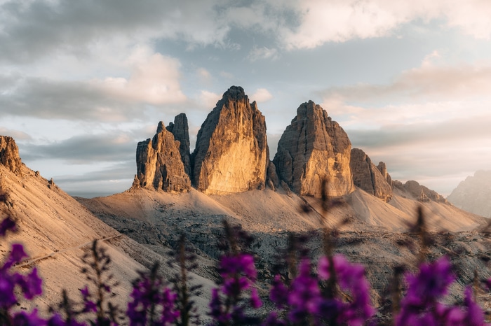 4K Three Peaks of Lavaredo mountains with purple flowers