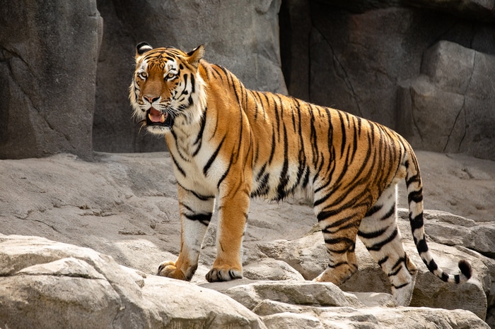 Tiger standing on rocks with open mouth