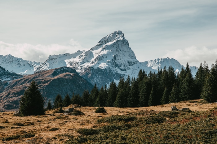 Snowy mountain peak behind a pine forest