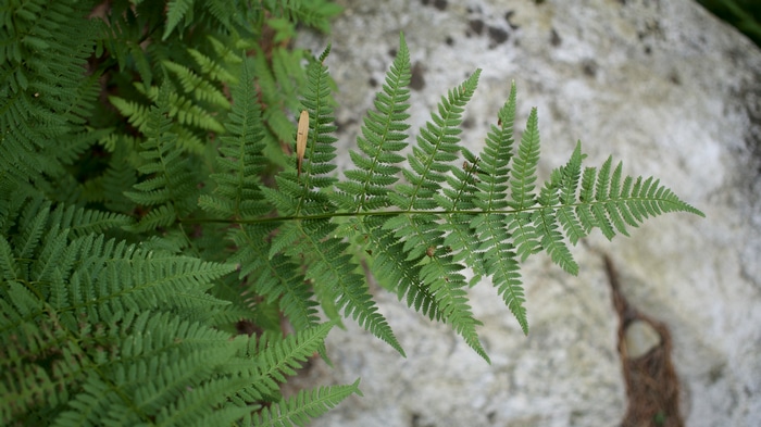 4K Ferns and Plants with Leaves in Nature