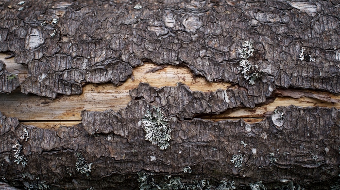 4K wood texture of tree bark on a log