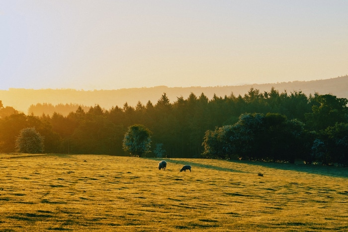 Sheep grazing in a field at sunset
