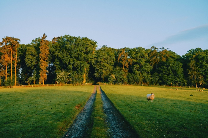 Sheep in a grassy field with a forest backdrop