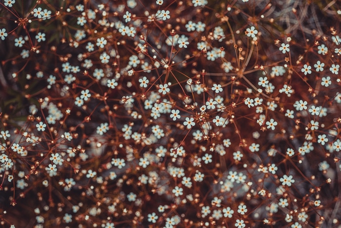 4K Close-up of Tiny White Flowers and Stems