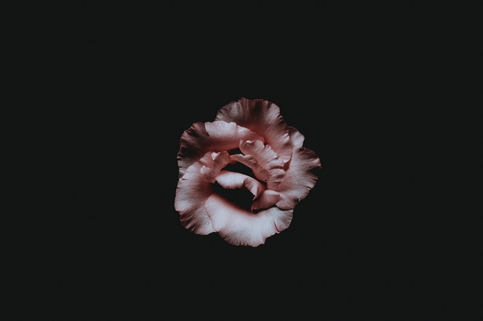 4K pink flower with black background