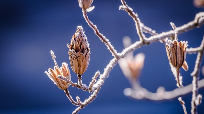 Frost covered branches and seed pods