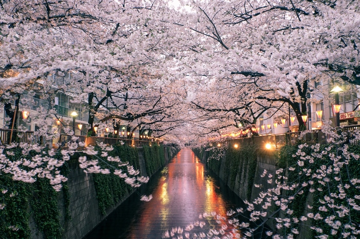 Cherry blossoms over a canal in Japan