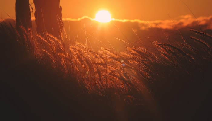 4K grain sunlight field nature landscape