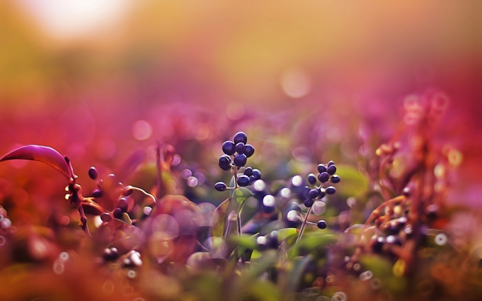 Close-up of dark berries on a plant with bokeh background