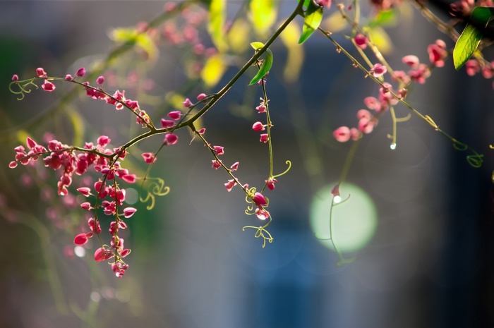 Pink flowers on a branch with bokeh background