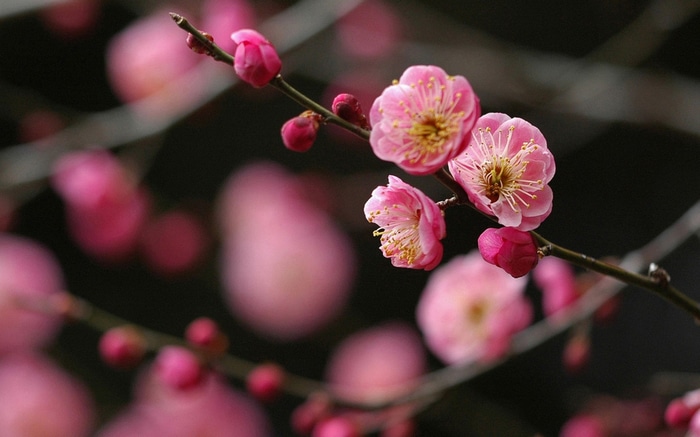 Pink plum blossoms on a branch