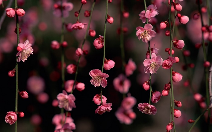 Pink cherry blossoms hanging from branches