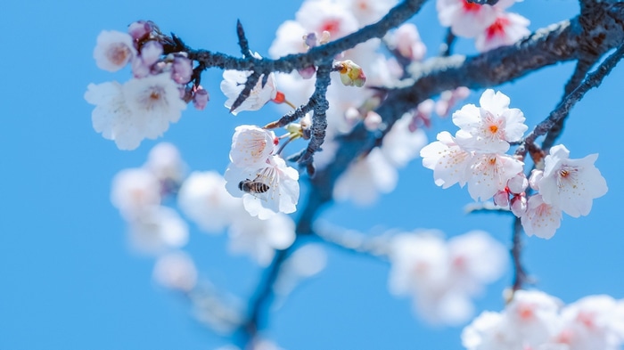 Bee on a cherry blossom branch against a blue sky