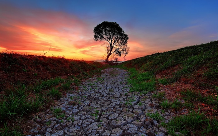 Lone tree on cracked earth at sunset