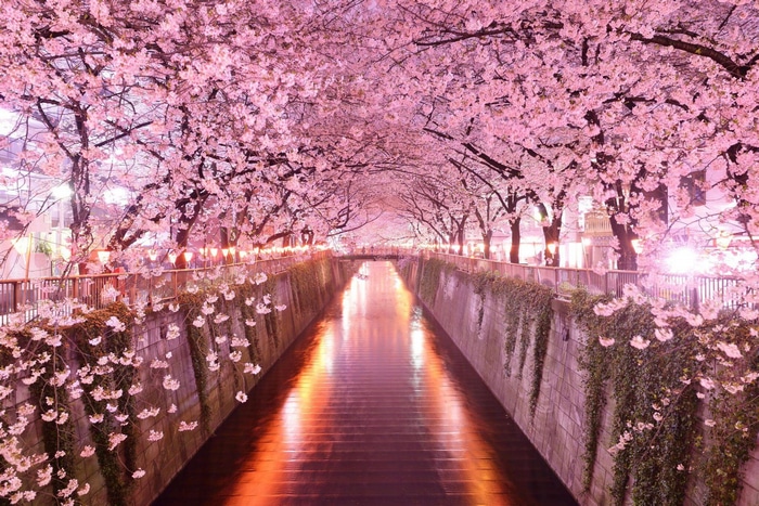 Cherry blossoms over a canal in Japan at night