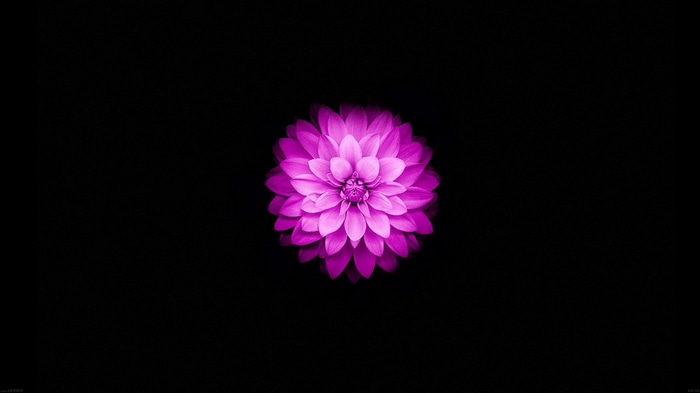 Purple flower on a black background