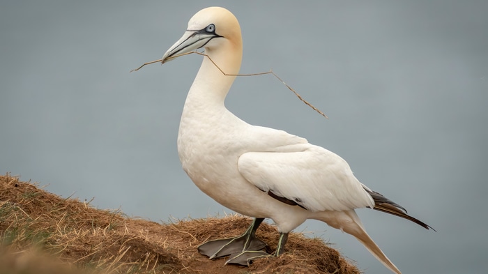 Northern Gannet bird with nesting material