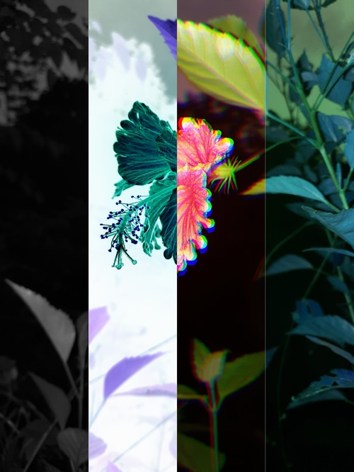 Edited nature scene with flowers and VHS effect