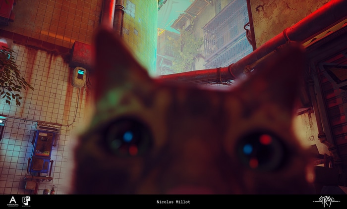 Stray video game cat eyes close-up