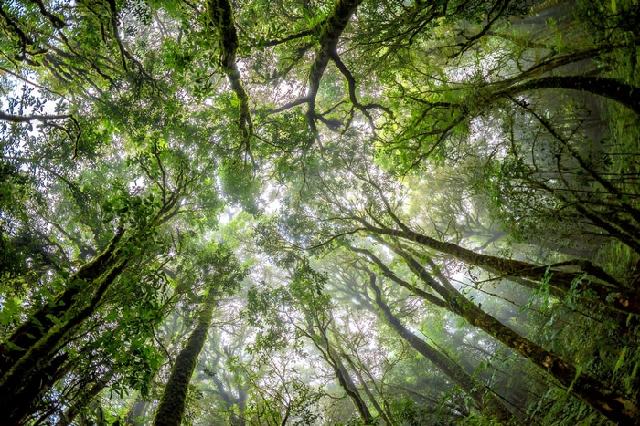 Looking up through a green forest canopy