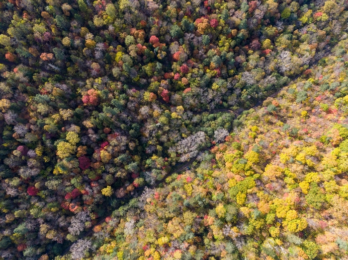 Aerial view of a forest in autumn colors