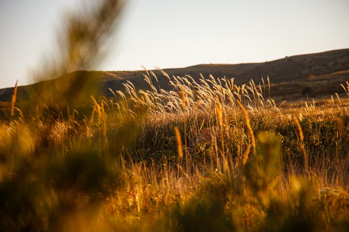 Golden grass field at sunset