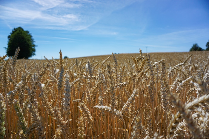 Wheat field under a blue sky