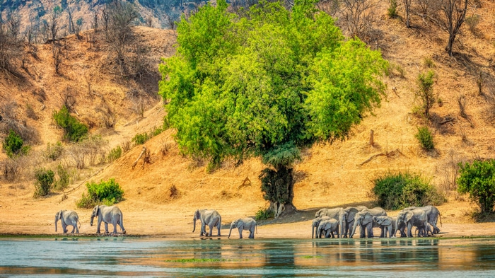 4K Africa elephants at water in Zimbabwe