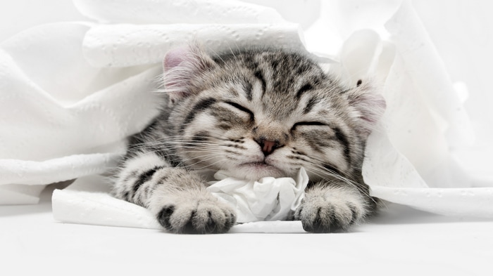4K kitten sleeping in toilet paper
