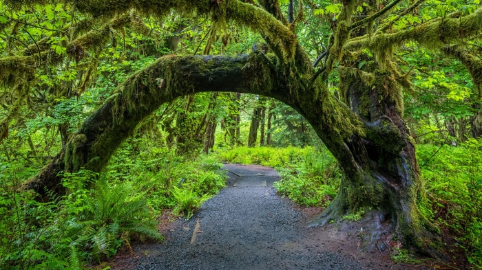 Moss-covered archway over a path in Olympic National Park